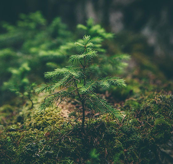 A growing tree in a forest