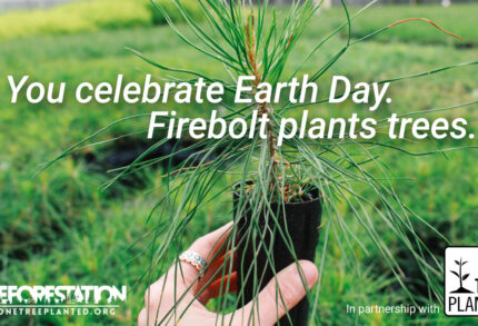 Person holding a newly planted tree